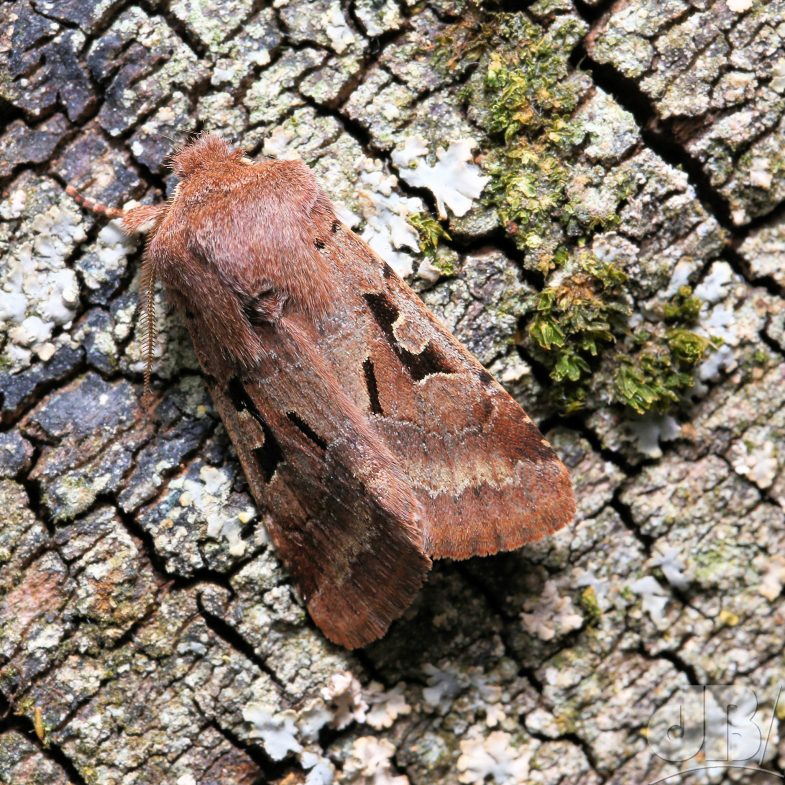 Hebrew Character (<em>Orthosia gothica</em>)