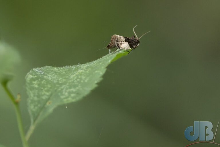 Plum Tortrix (<em>Hedya pruniana</em>)