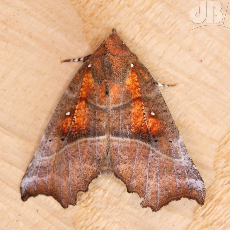 The Herald (<em>Scoliopteryx libatrix</em>)