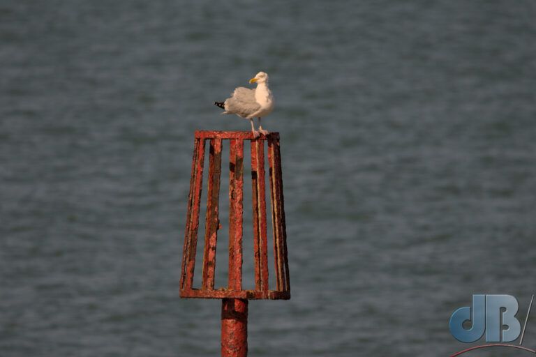 Herring Gull on sea beacon