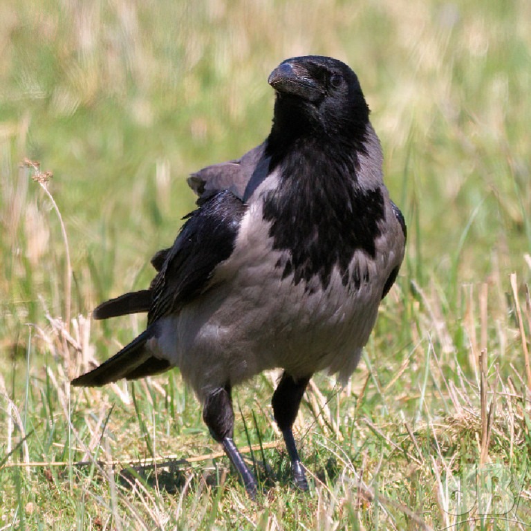 Hooded Crow (<em>Corvus cornix</em>)