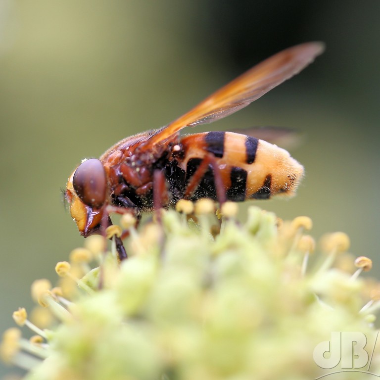 Hornet Hoverfly (<em>Volucella zonaria</em>)