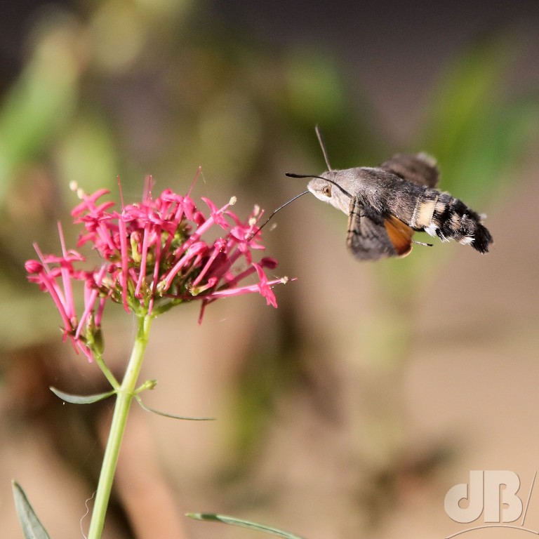 Hummingbird Hawk-moth (<em>Macroglossum stellatarum</em>)