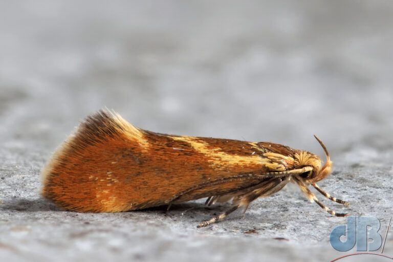 Italian Bark Moth (<em>Metalampra italica</em>)
