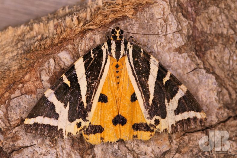 Jersey Tiger (<em>Euplagia quadripunctaria</em>) ab. lutescens