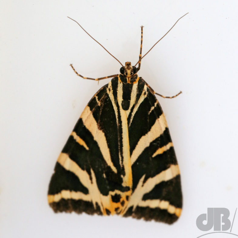 Jersey Tiger (<em>Euplagia quadripunctaria</em>)