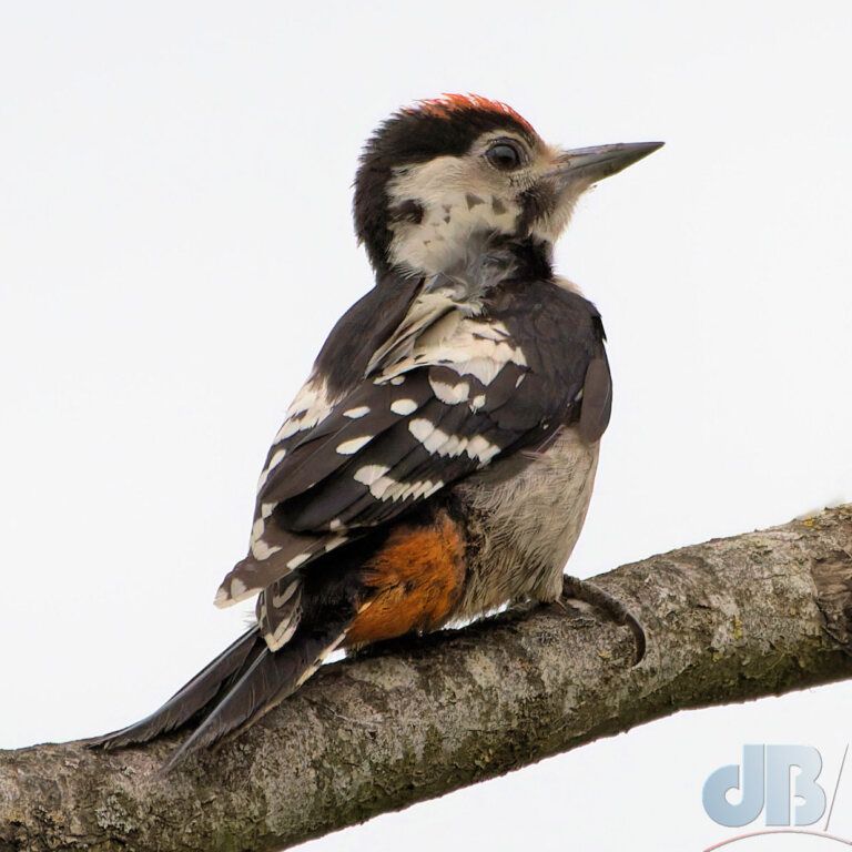 Juvenile Great Spotted Woodpecker (<em>Dendrocopos major</em>)