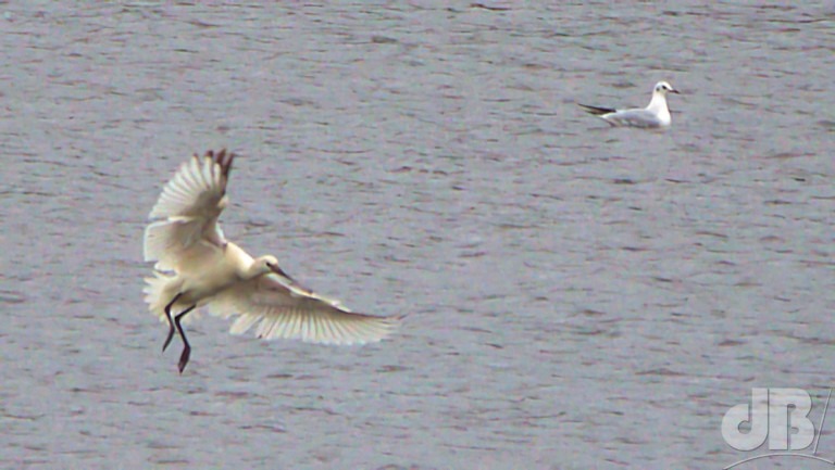 Spoonbill (left) Kingfisher Bridge, Cambridgeshire