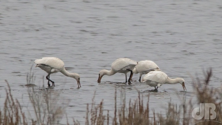 Four Spoonbills, Kingfisher Bridge, Cambridgeshire