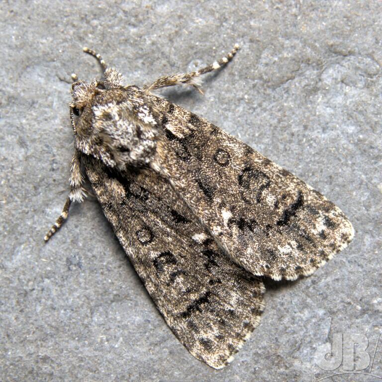The Knot Grass (<em>Acronicta rumicis</em>)