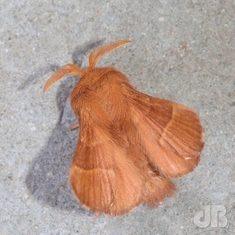 The Lackey (<em>Malacosoma neustria</em>)