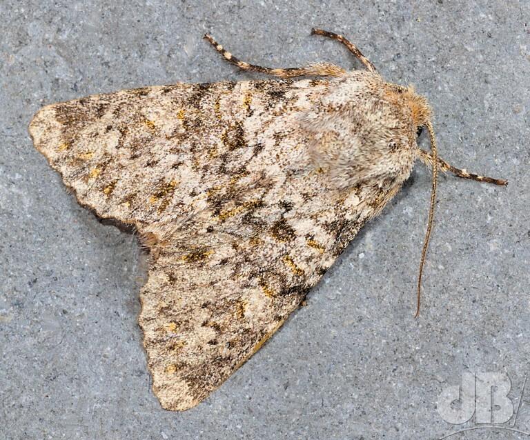Large Ranunculus (<em>Polymixis flavicincta</em>)
