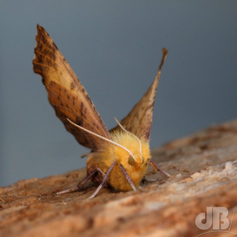 Large Thorn (<em>Ennomos autumnaria</em>)