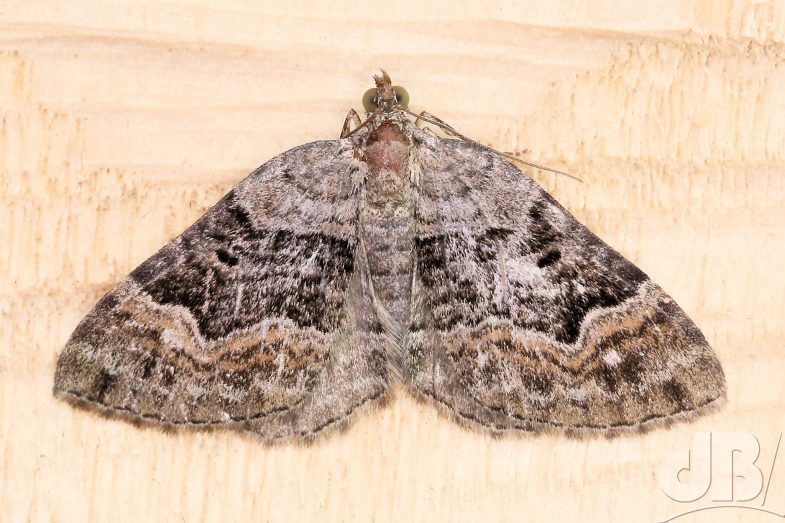 Large Twin-spot Carpet (<em>Xanthorhoe quadrifasiata</em>)
