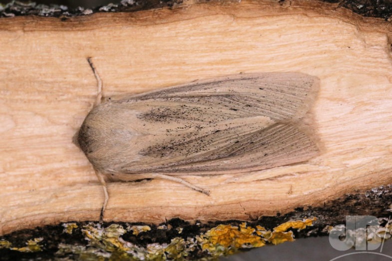 Large Wainscot (<em>Rhizedra lutosa</em>)