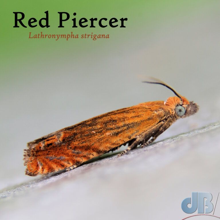 Red Piercer (<em>Lathronympha strigana</em>)