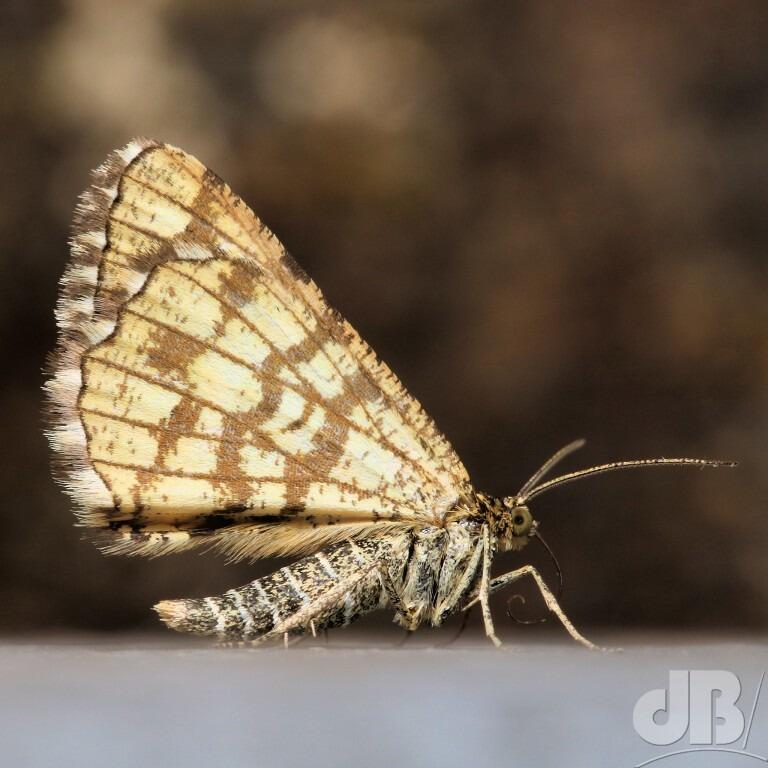 Latticed Heath (<em>Chiasmia clathrata</em>)