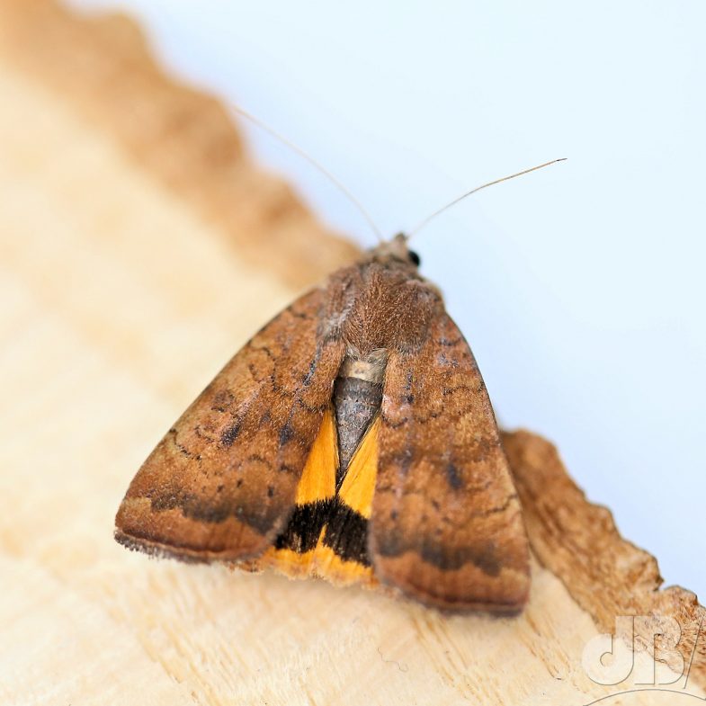 Least Yellow Underwing (<em>Noctua interjecta Hübner</em>)