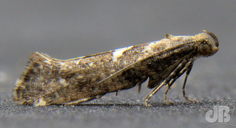 Leek Moth (<em>Acrolepiopsis assectella</em>)