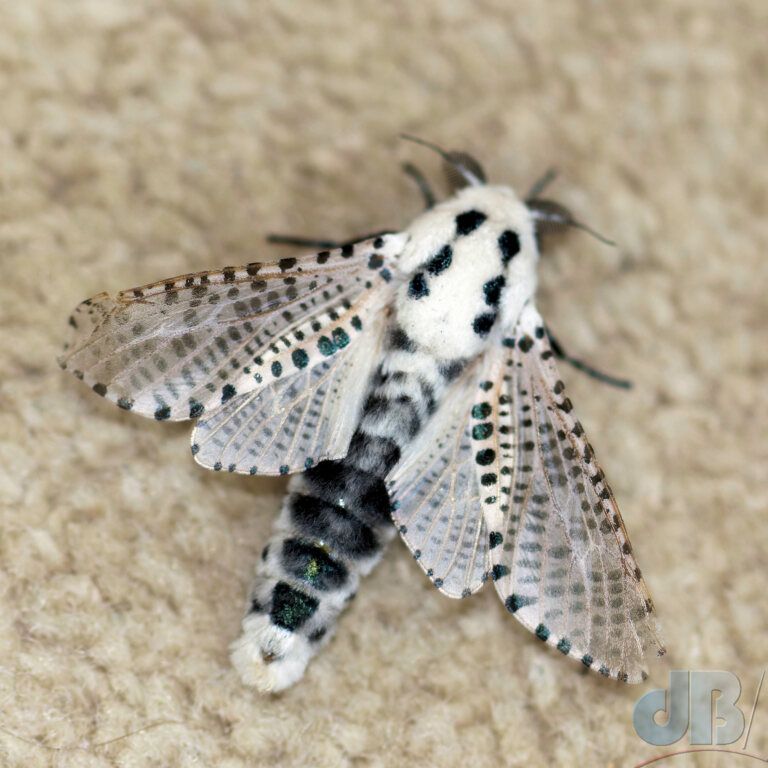 Leopard Moth (<em>Zeuzera pyrina</em>)