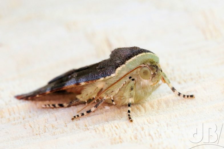 Lesser Broad-bordered Yellow Underwing (<em>Noctua janthe</em>)