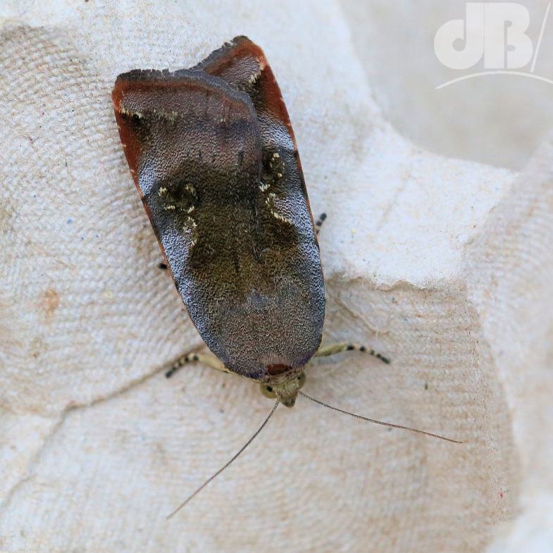 Lesser Broad-bordered Yellow Underwing (<em>Noctua janthe</em>)