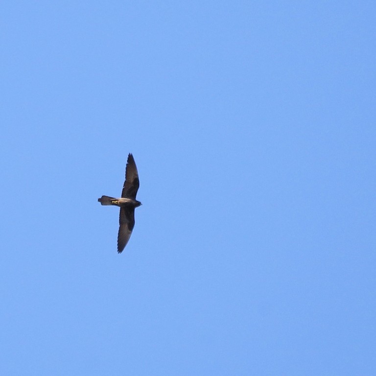 Lesser Kestrel (<em>Falco naumanni</em>)