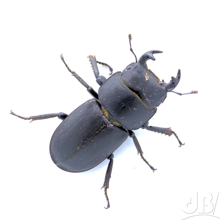 Lesser Stag Beetle (<em>Dorcus parallelipipedus</em>)