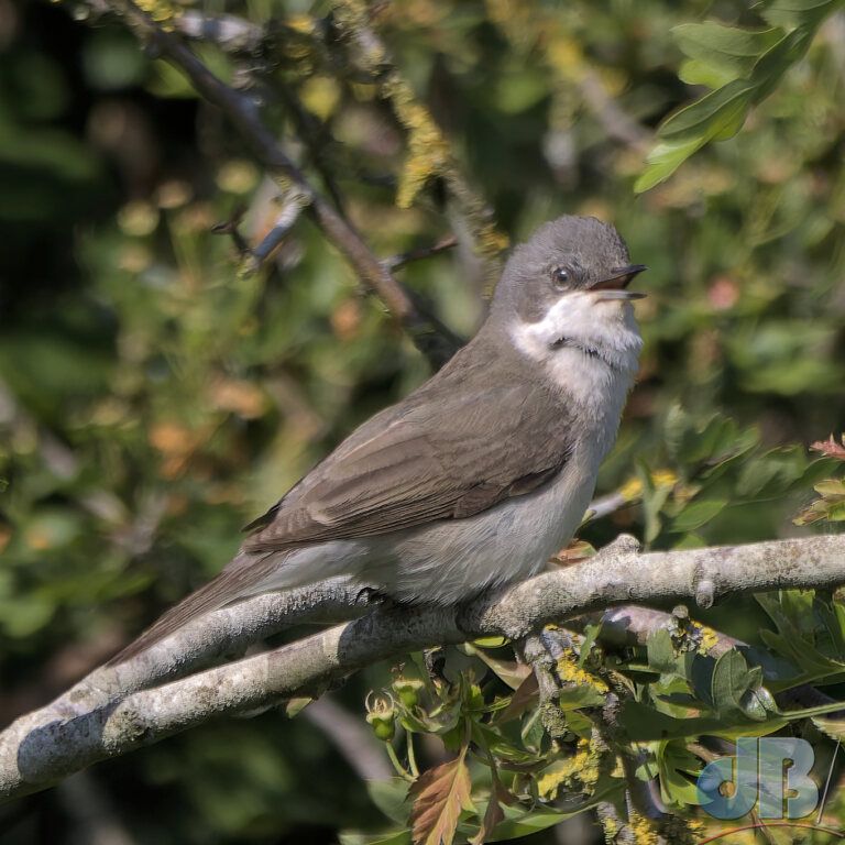 Lesser whitethroat (<em>Sylvia curruca</em>)