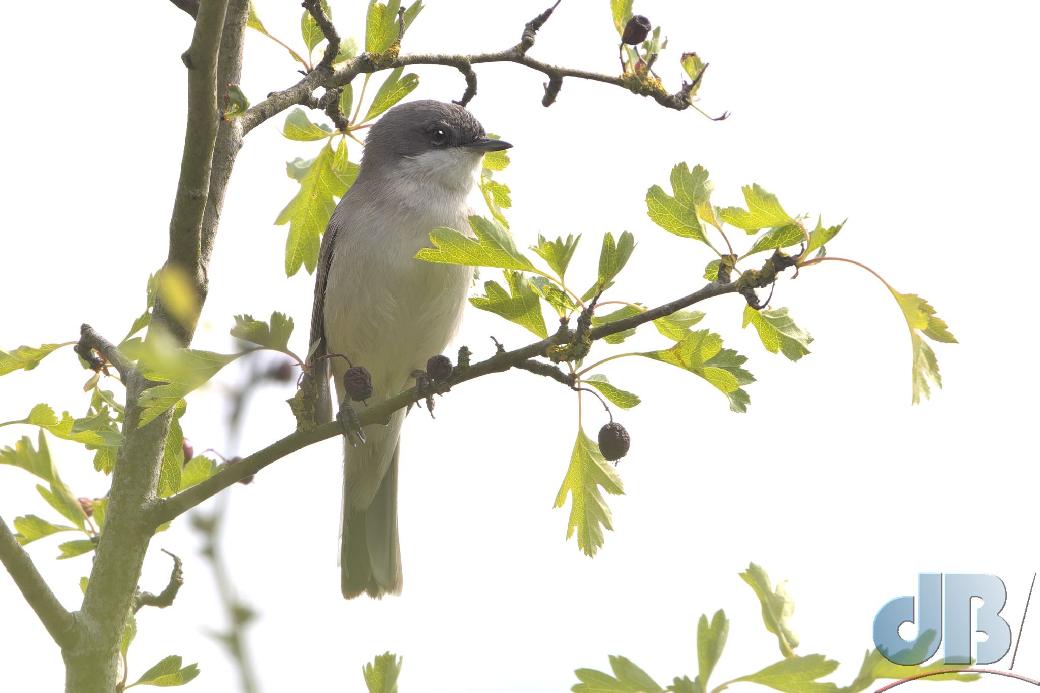 Lesser Whitethroat (<em>Curruca curruca</em>)