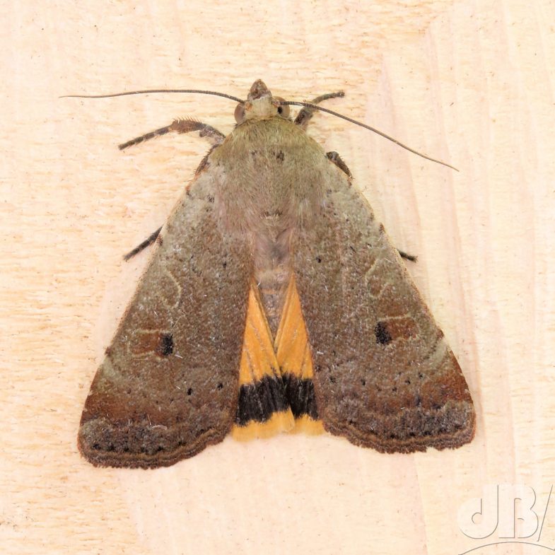 Lesser Yellow Underwing larva (<em>Noctua comes</em>)