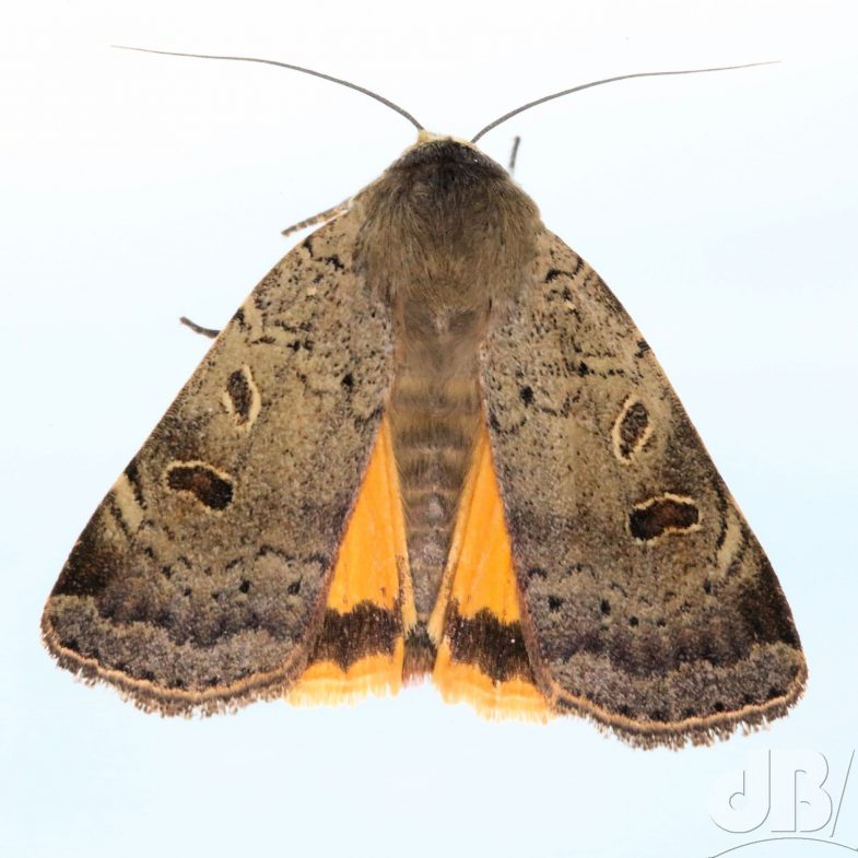 Lesser Yellow Underwing (<em>Noctua comes</em>)