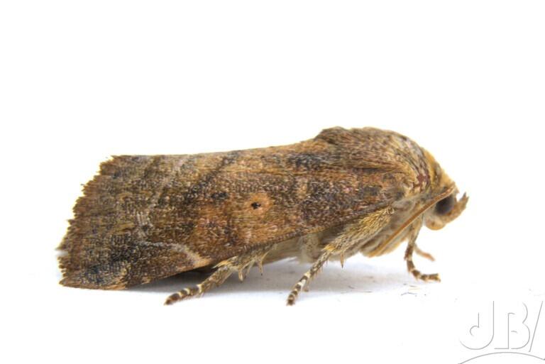 Lesser-spotted Pinion (<em>Cosmia affinis</em>)