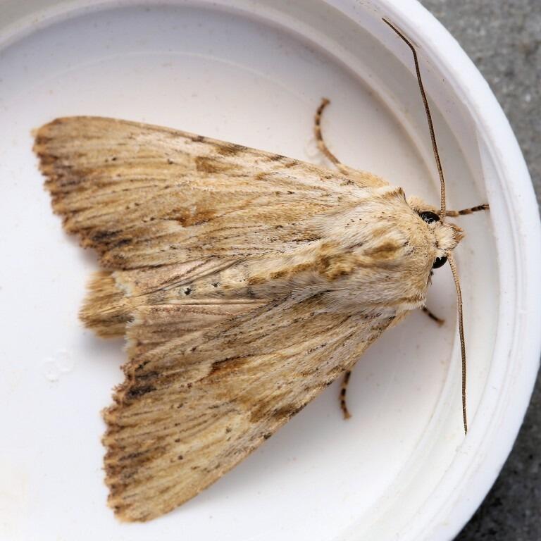 Light Arches (<em>Apamea lithoxylaea</em>)