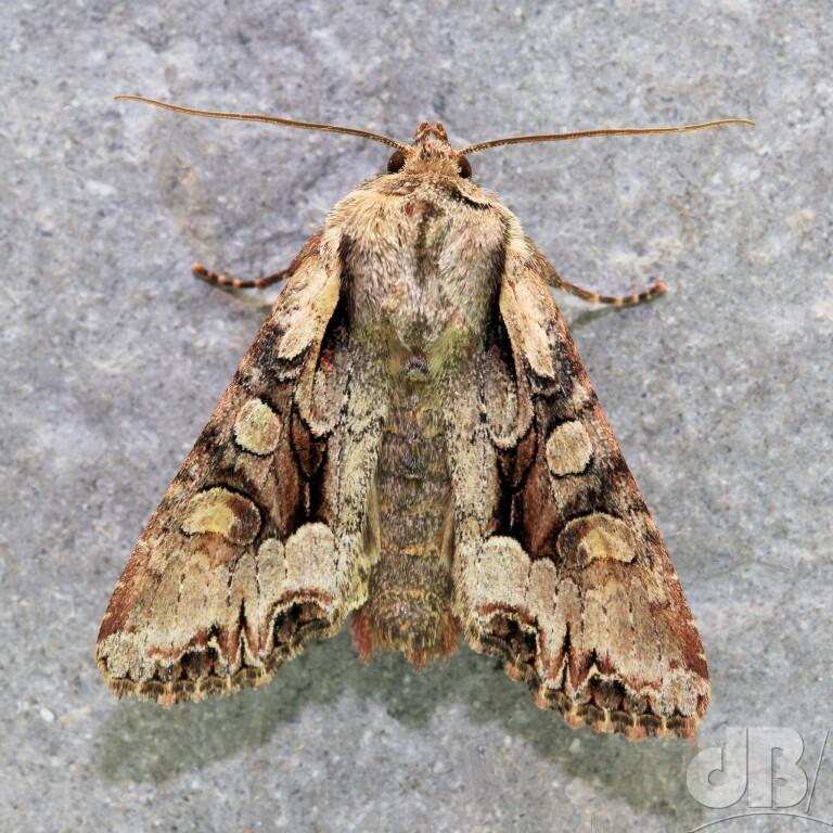 Light Brocade (<em>Lacanobia w-latinum</em>)