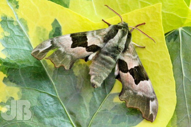 Lime Hawk-moth (<em>Mimas tiliae</em>)