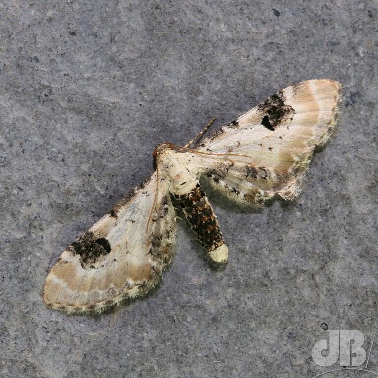 Lime-speck Pug (<em>Eupithecia centaureata</em>)