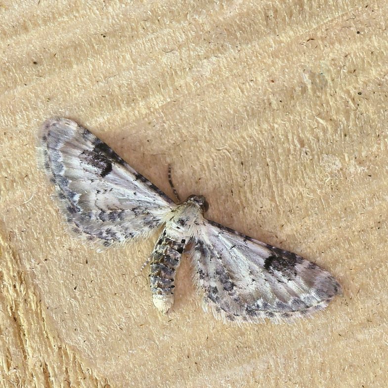 Lime-speck Pug (<em>Eupithecia centaureata</em>)