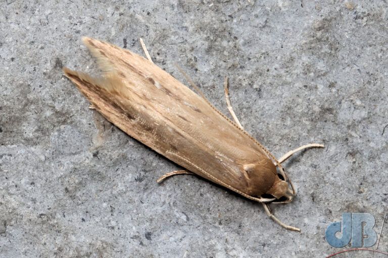 Shy Cosmet (<em>Limnaecia phragmitella</em>)