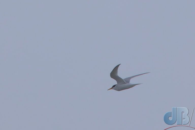 Little Tern (<em>Sternula albifrons</em>)