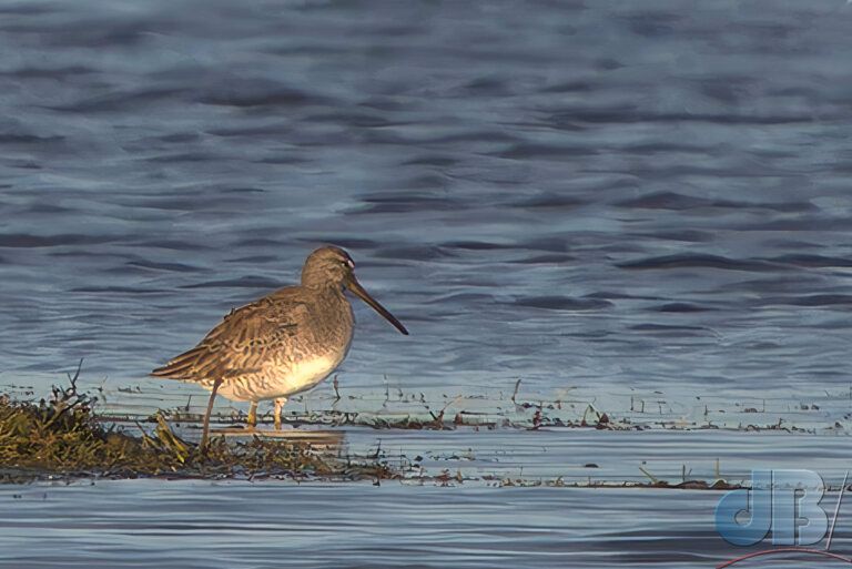 Long-billed Dowitcher (<em>Limnodromus scolopaceus</em>)