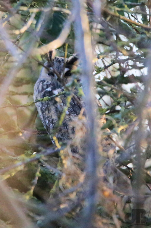 Long-eared Owl (<em>Asio otus</em>)