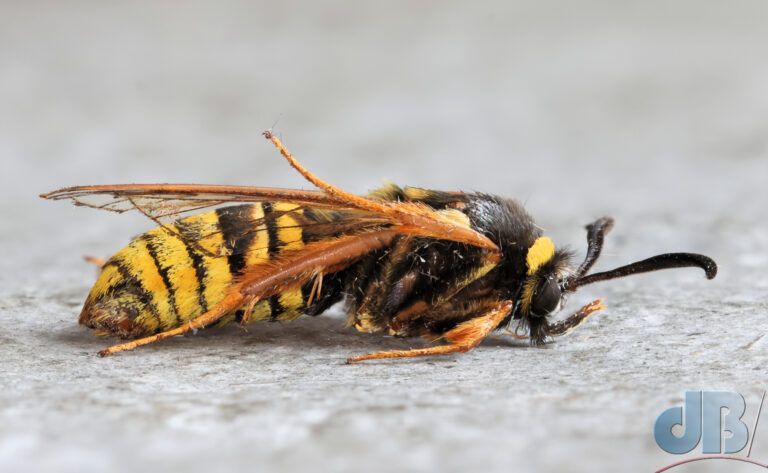 Lunar Hornet Moth (<em>Sesia bembeciformis</em>)