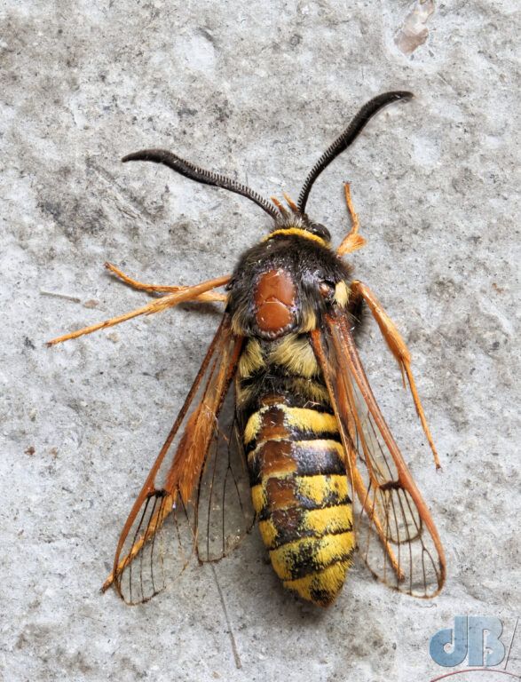 Lunar Hornet Moth (<em>Sesia bembeciformis</em>)