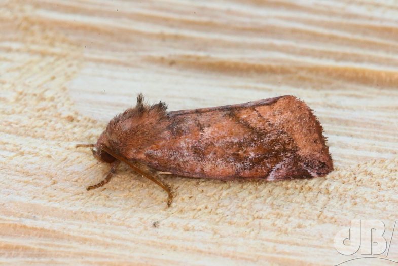 Lunar-spotted Pinion (<em>Cosmia pyralina</em>)