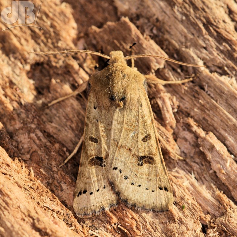 Lunar Underwing (<em>Sunira lunosa</em>)