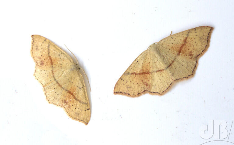 Maiden's Blush (<em>Cyclophora punctaria</em>)