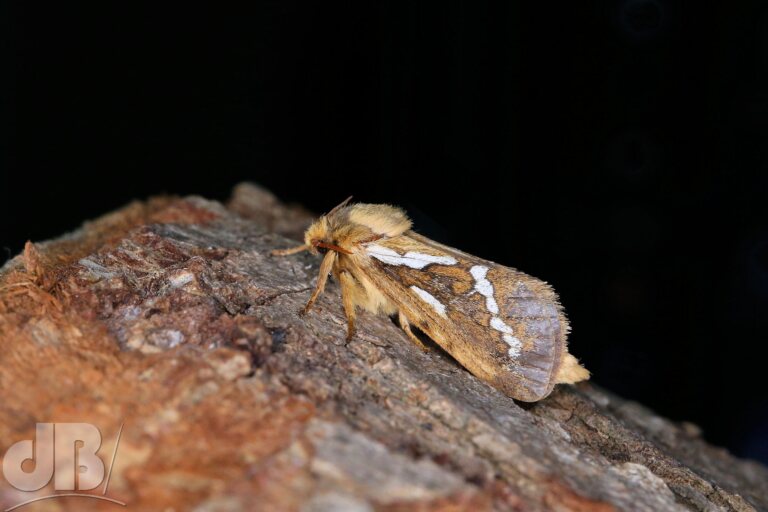 Common Swift (<em>Korscheltellus lupulina</em>)