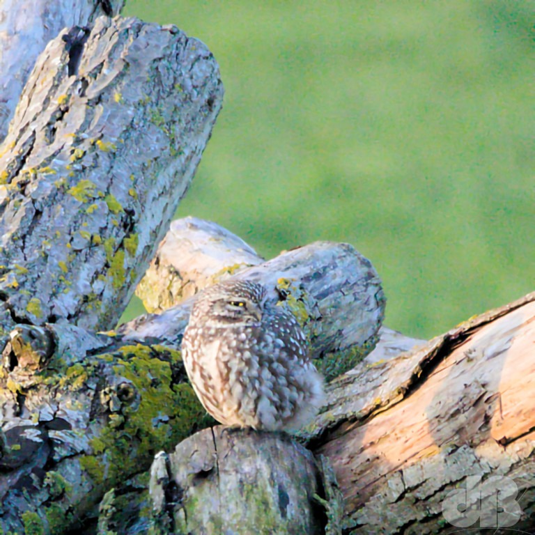 Male Little Owl (<em>Athene noctua</em>)