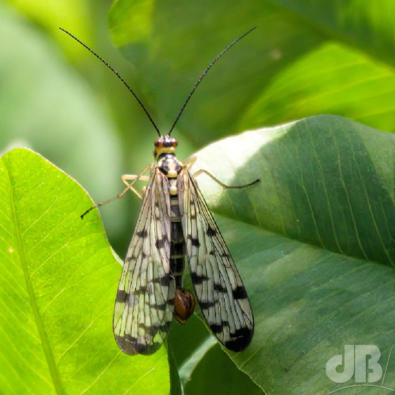 Male German Scorpion Fly (<em>Panorpa germanic</em>)